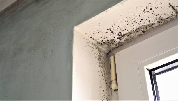 Best Water Damage & Mold Remediation  in Northampton, PA