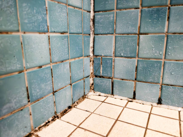 Best Mold Odor Removal Services  in Northampton, PA