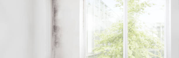 Best Air Quality Testing for Mold Spores  in Northampton, PA