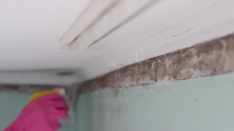 Best Airborne Mold Testing  in Northampton, PA